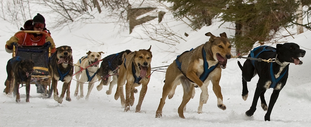 2009-03-14, Competition de traineaux a chiens au Bec-scie (132933).jpg - Dans le parcours